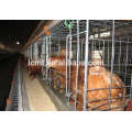 poultry chicken battery cage design,chicken broiler house design.